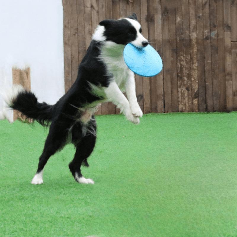 Frisbee Chien - FlyingDiscToys™ - Bleu - Amusement chien